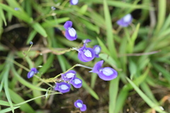 Utricularia uliginosa